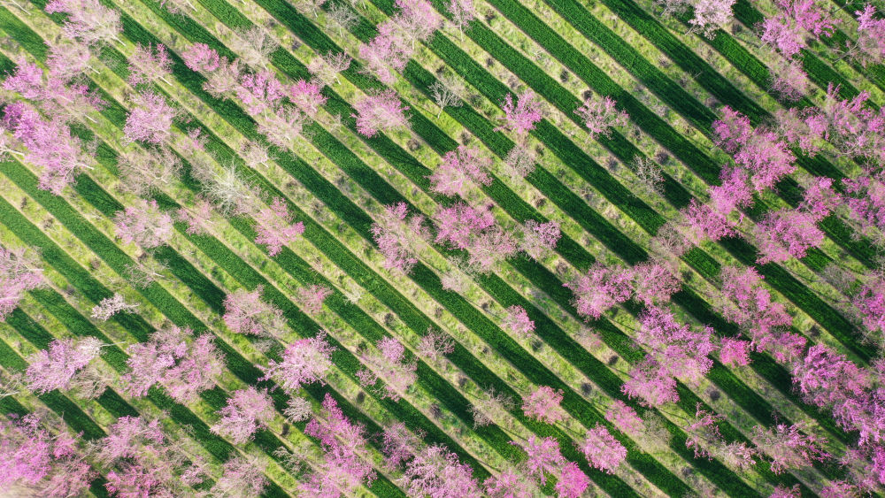 XxjpsgC000020_20260402_CBMFN0A008