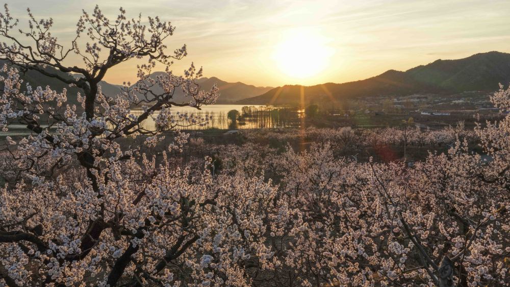 XxjpsgC000020_20260402_CBMFN0A007