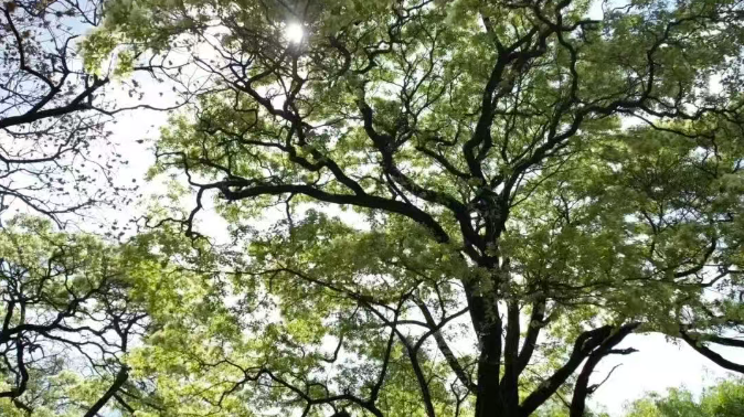 87c7d6b631be4bbfab3ff7847048e5db